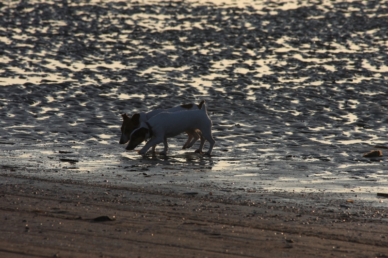 Mély et Vanille sur la plage.JPG